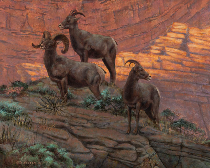 Canyon Corridors Big Horn Sheep