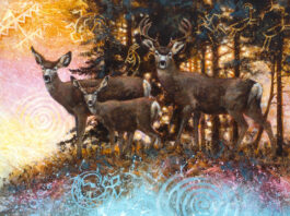 Forest spirits - mule deer